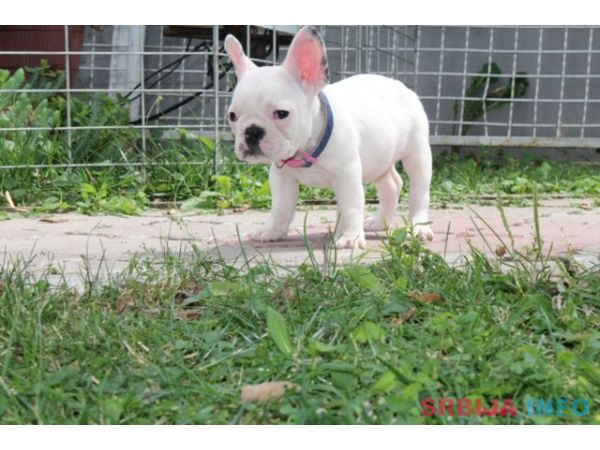Francuski Buldog &scaron;tenci