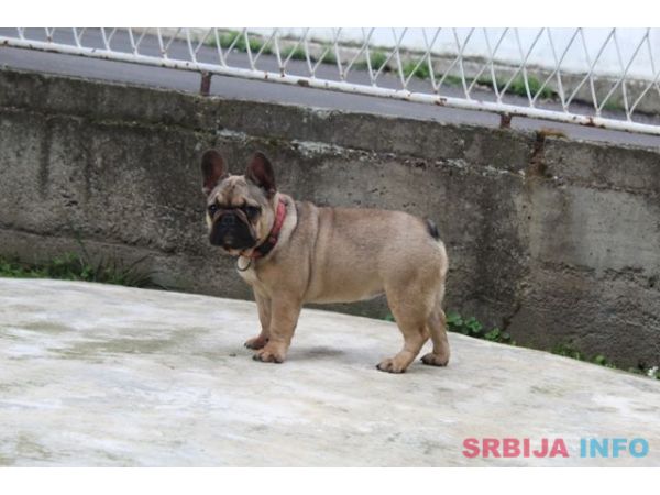 Francuski Buldog &scaron;tenci