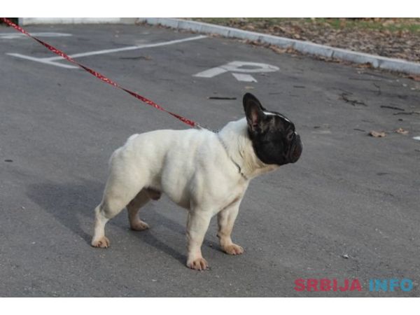 Francuski Buldog &scaron;tenci