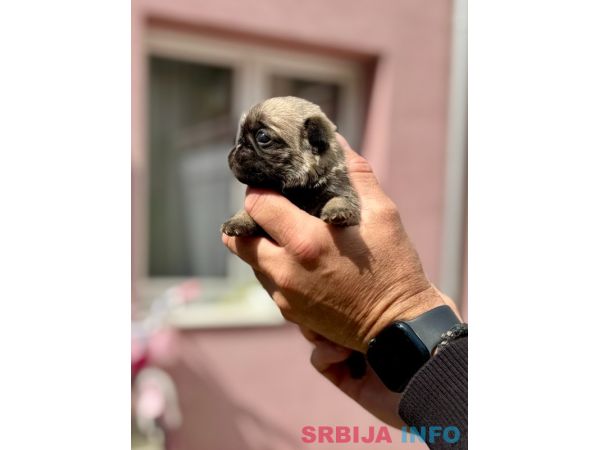 Mops žensko &scaron;tene