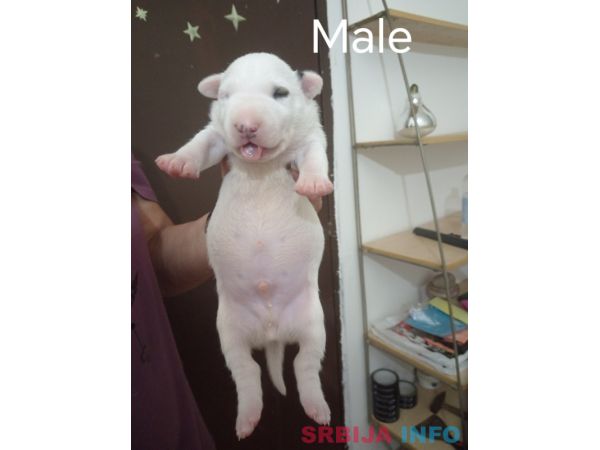 Sinai State kennel new litter
