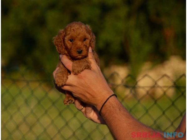 Toy i mini pudle