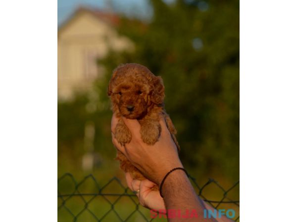 Toy i mini pudle