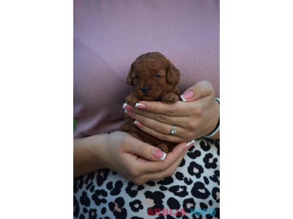Toy i mini pudle