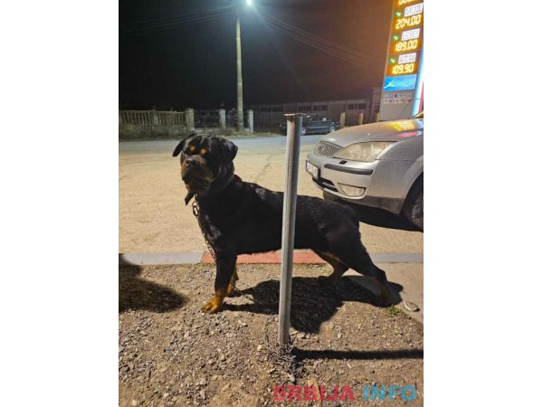 ROTVAJLER odlični &scaron;tenci 