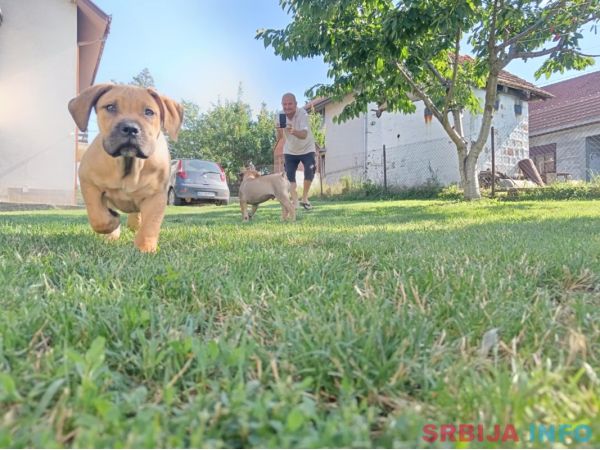 Južnoafrički mastif Boerboel &scaron;tenci
