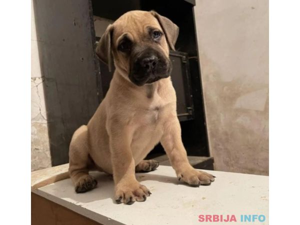 Južnoafrički mastif Boerboel &scaron;tenci
