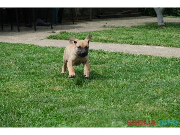 Južnoafrički mastif Boerboel &scaron;tenci