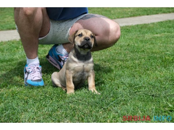 Južnoafrički mastif Boerboel &scaron;tenci