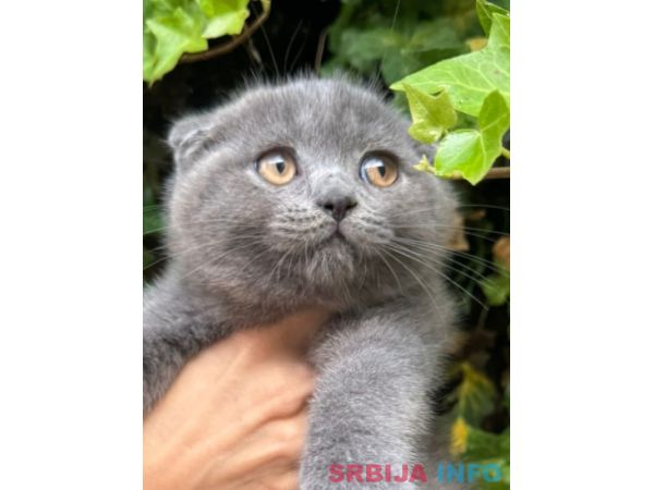 &Scaron;kotski fold macici - predivni