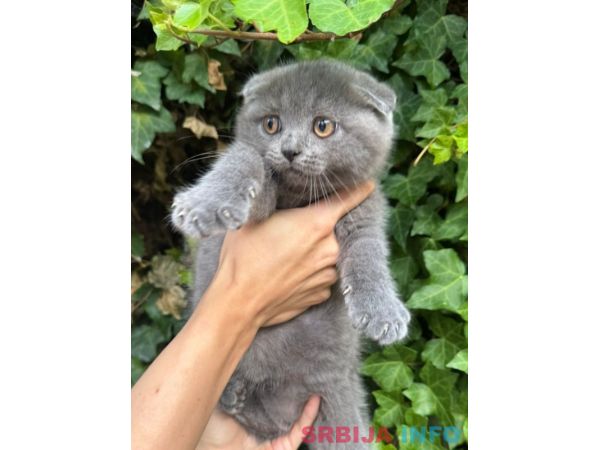 &Scaron;kotski fold macici - predivni