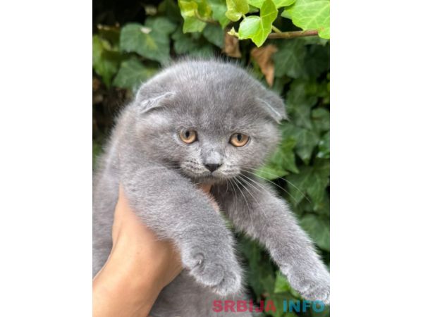 &Scaron;kotski fold macici - predivni