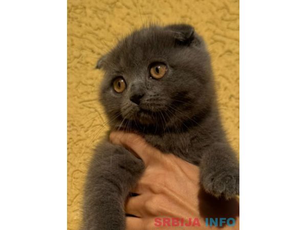 &Scaron;kotski fold macici - predivni