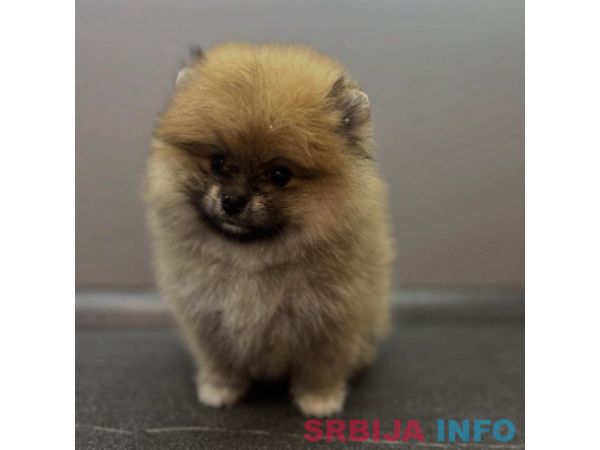 &Scaron;tene pomeranskog &scaron;pica uzrasta 3 meseca 