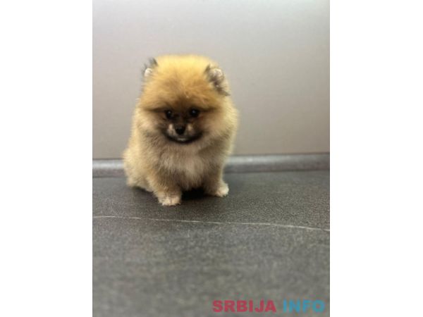 &Scaron;tene pomeranskog &scaron;pica uzrasta 3 meseca 