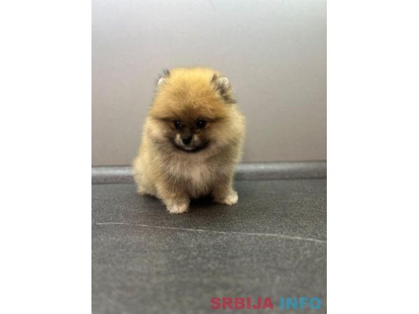&Scaron;tene pomeranskog &scaron;pica uzrasta 3 meseca 