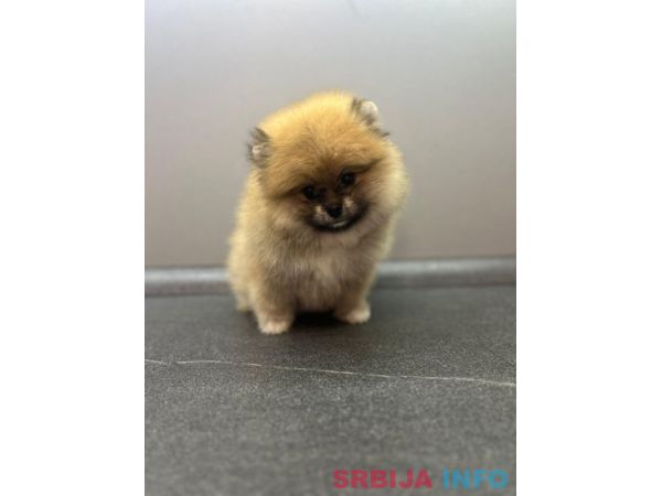&Scaron;tene pomeranskog &scaron;pica uzrasta 3 meseca 