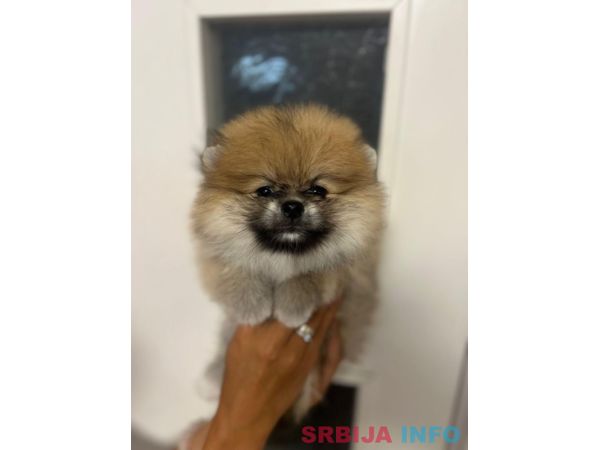 &Scaron;tene pomeranskog &scaron;pica uzrasta 3 meseca 