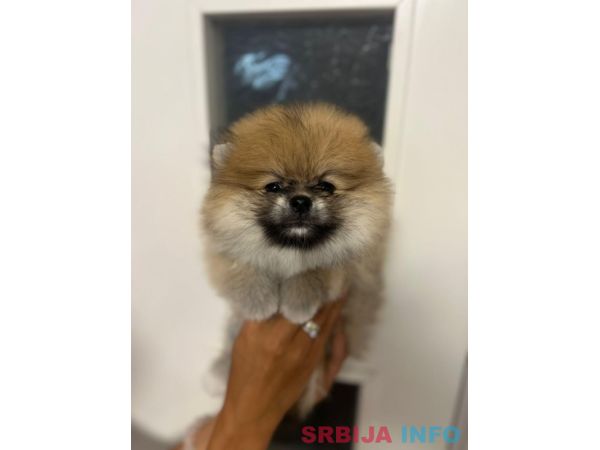 &Scaron;tene pomeranskog &scaron;pica uzrasta 3 meseca 