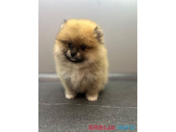 &Scaron;tene pomeranskog &scaron;pica uzrasta 3 meseca 