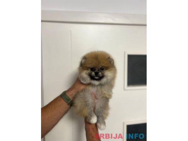 &Scaron;tene pomeranskog &scaron;pica uzrasta 3 meseca 