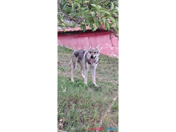 čekoslovački vučji pas ženka