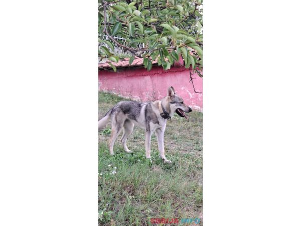 čekoslovački vučji pas ženka