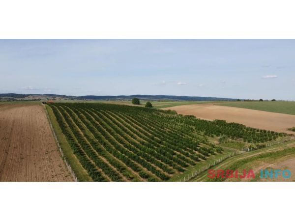 Plantaža le&scaron;nika-Sremska Mitrovica-Ležimir 378ari