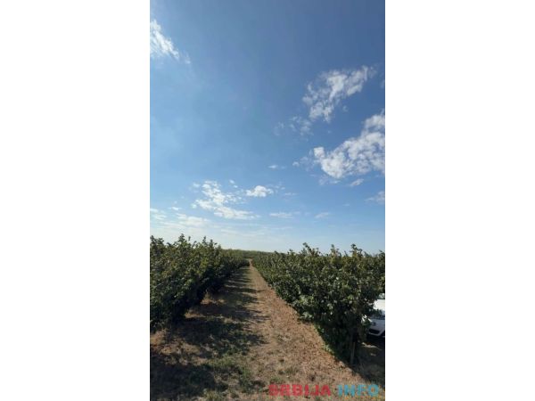 Plantaža le&scaron;nika-Sremska Mitrovica-Ležimir 378ari