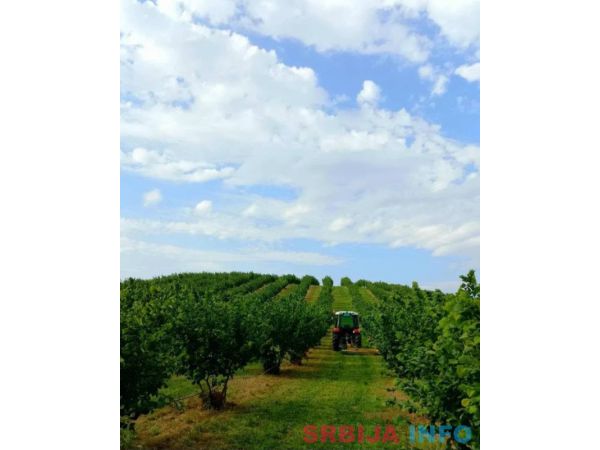 Plantaža le&scaron;nika-Sremska Mitrovica-Ležimir 378ari