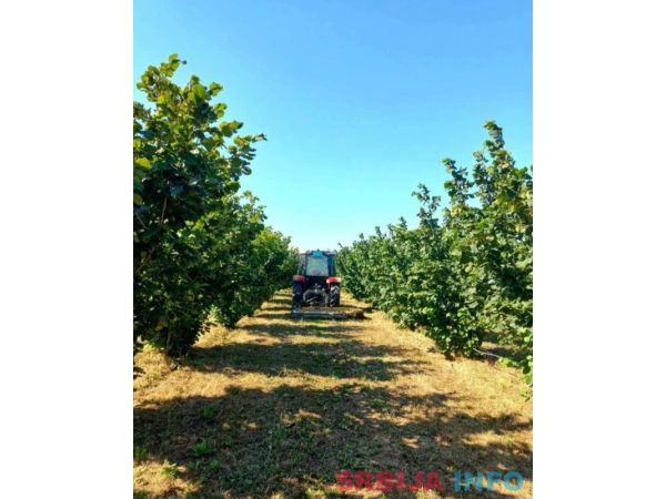 Plantaža le&scaron;nika-Sremska Mitrovica-Ležimir 378ari