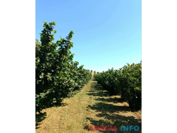 Plantaža le&scaron;nika-Sremska Mitrovica-Ležimir 378ari