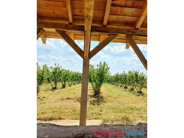 Plantaža le&scaron;nika-Sremska Mitrovica-Ležimir 378ari