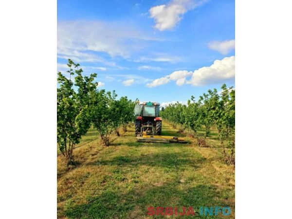 Plantaža le&scaron;nika-Sremska Mitrovica-Ležimir 378ari