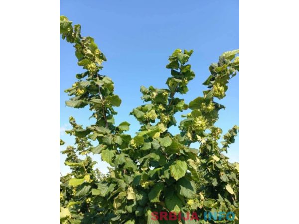 Plantaža le&scaron;nika-Sremska Mitrovica-Ležimir 378ari