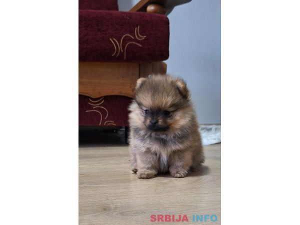 Pomeranski &scaron;pic - Boo