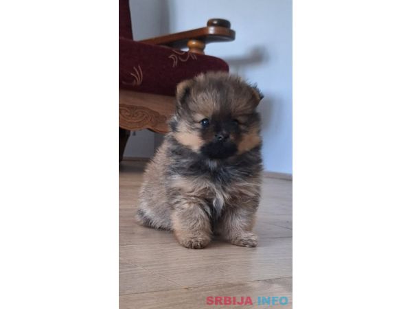 Pomeranski &scaron;pic - Boo