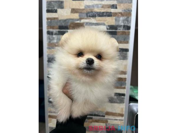 Pomeranac, &scaron;tenci vrhunskog kvaliteta