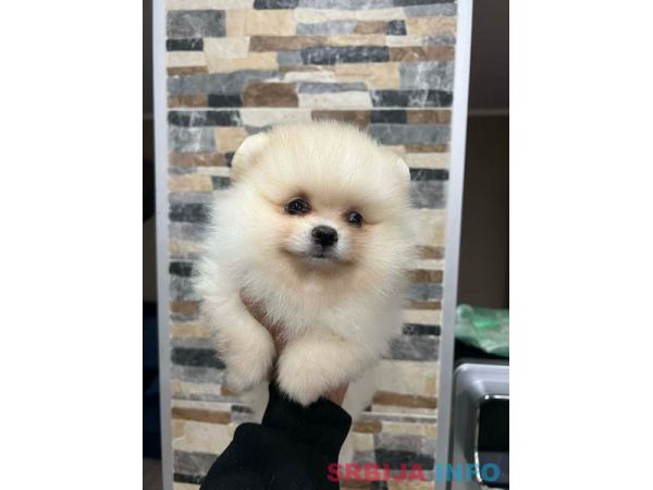 Pomeranac, &scaron;tenci vrhunskog kvaliteta