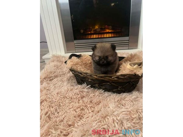 Pomeranac, &scaron;tenci vrhunskog kvaliteta