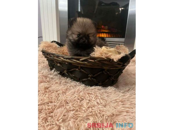 Pomeranac, &scaron;tenci vrhunskog kvaliteta