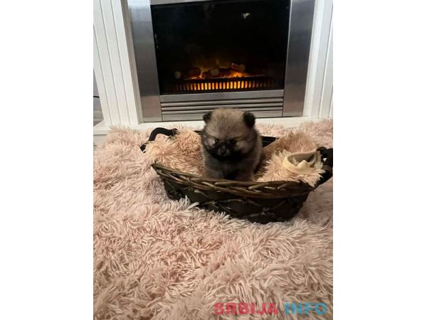 Pomeranac, &scaron;tenci vrhunskog kvaliteta