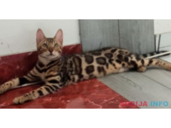 Bengalski Macici