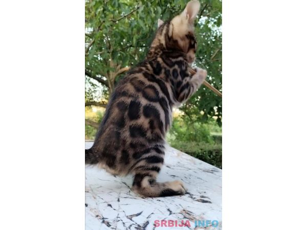 Bengalski Macici