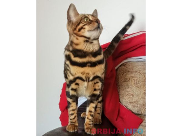 Bengalski Macici