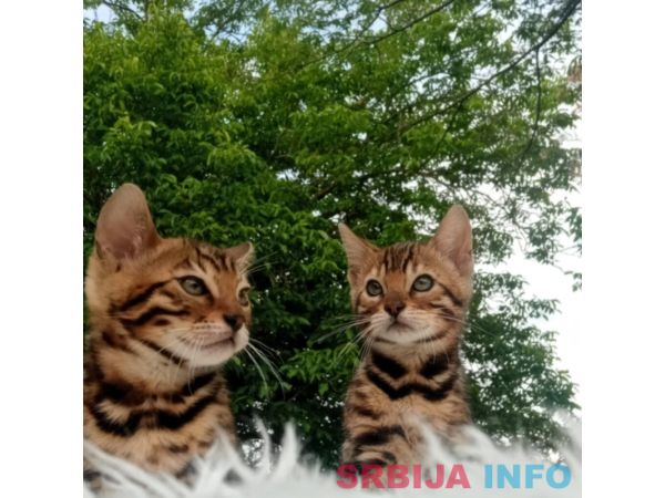 Bengalski Macici