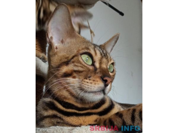 Bengalski Macici
