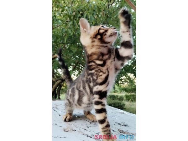 Bengalski Macici