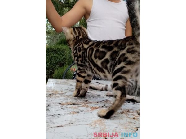 Bengalski Macici