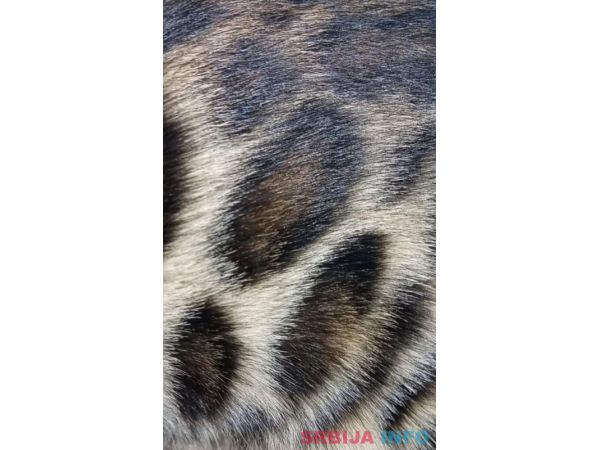 Bengalski Macici